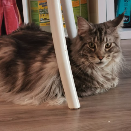 Wolf the cat lying under a table