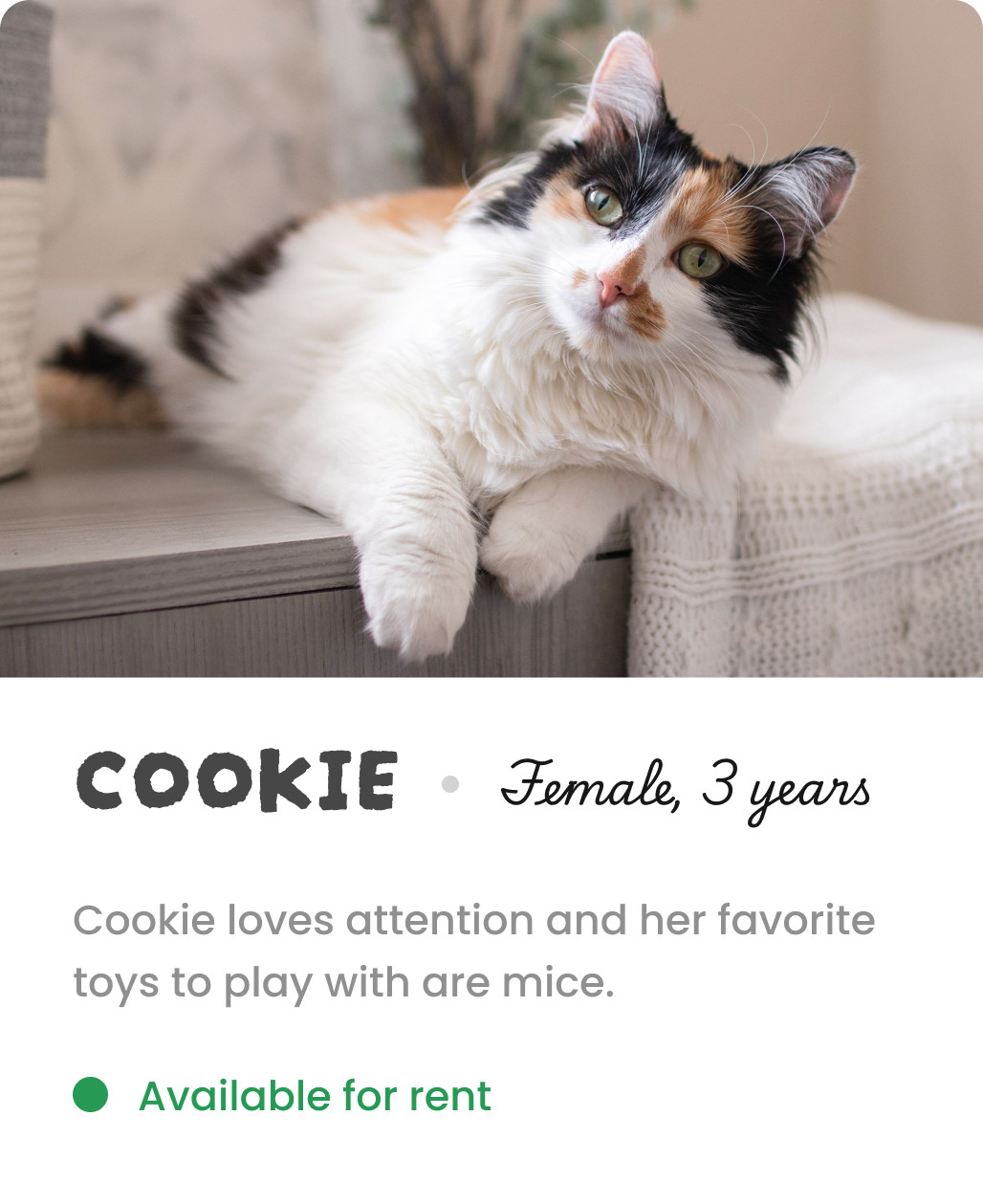 Bio info of Cookie the cat