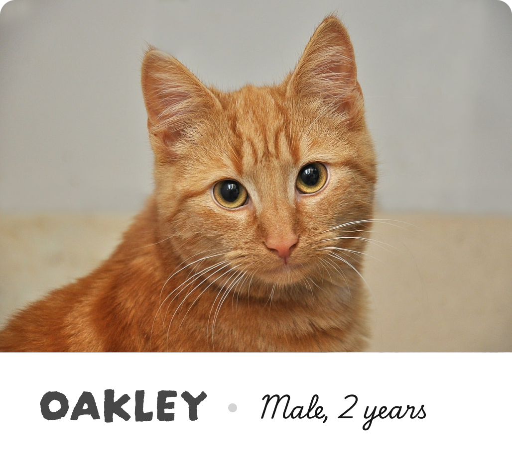 Bio info of oakley the cat