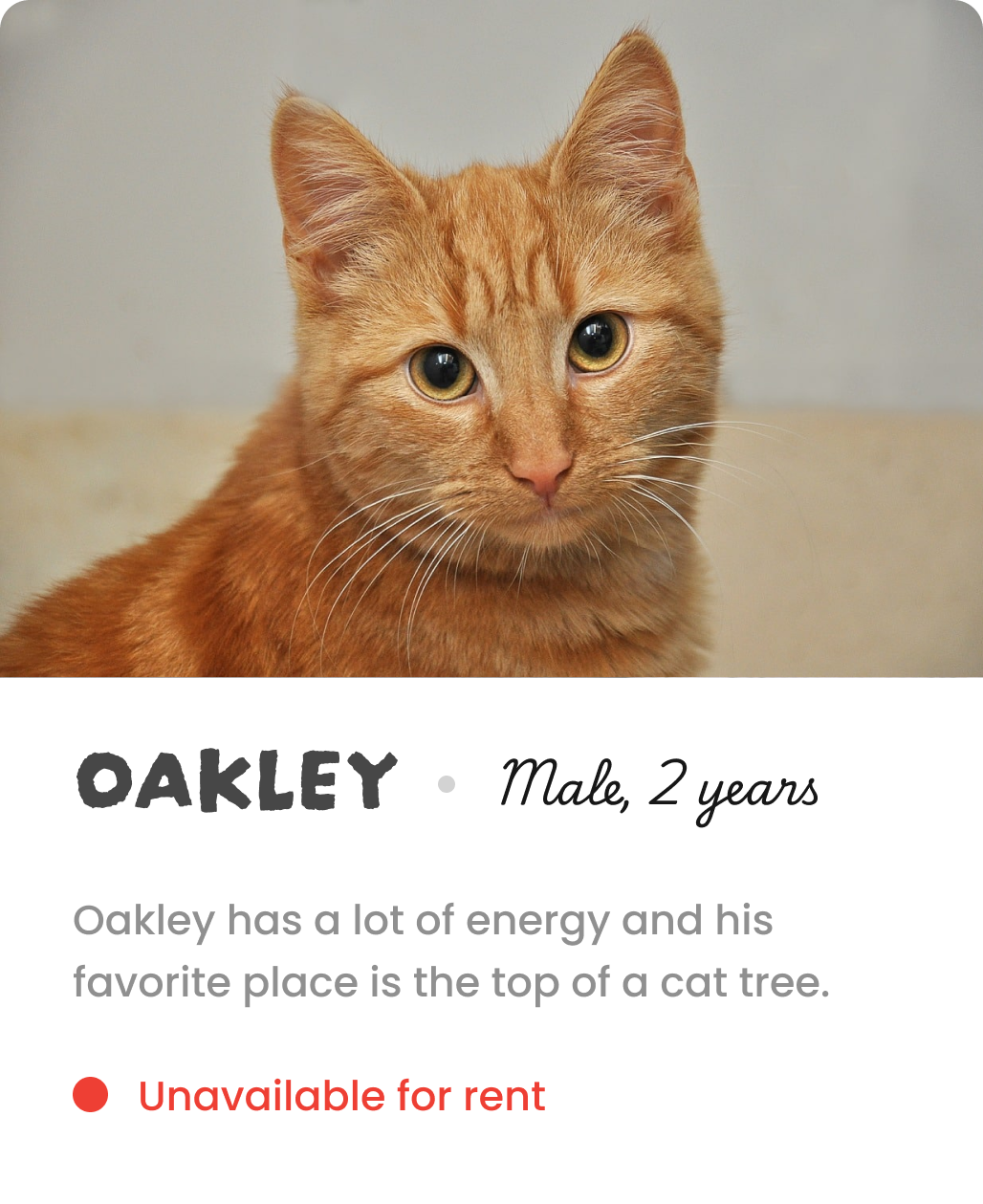 Bio info of Oakley the cat