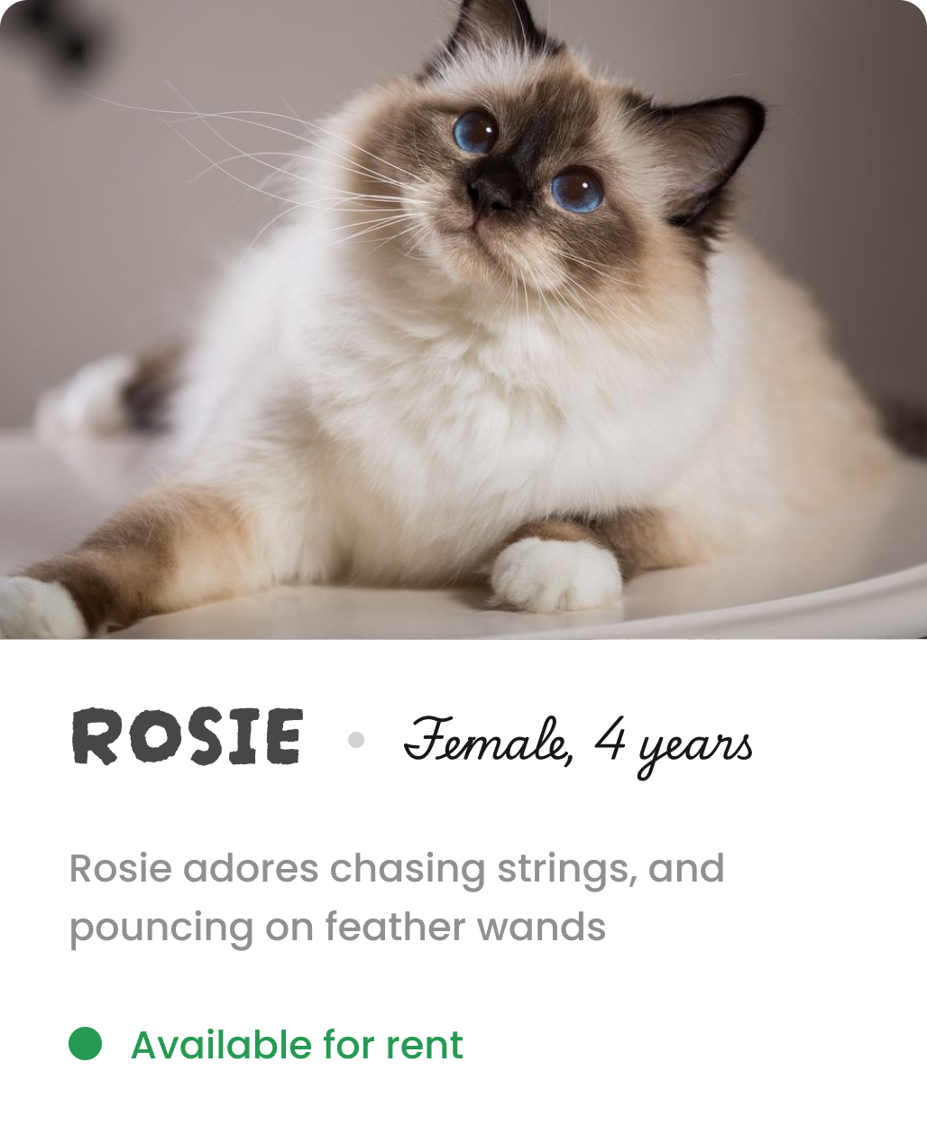 Bio info of Rosie the cat