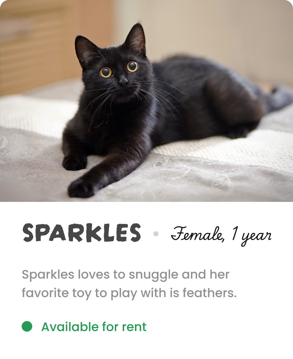 Bio info of Sparkles the cat