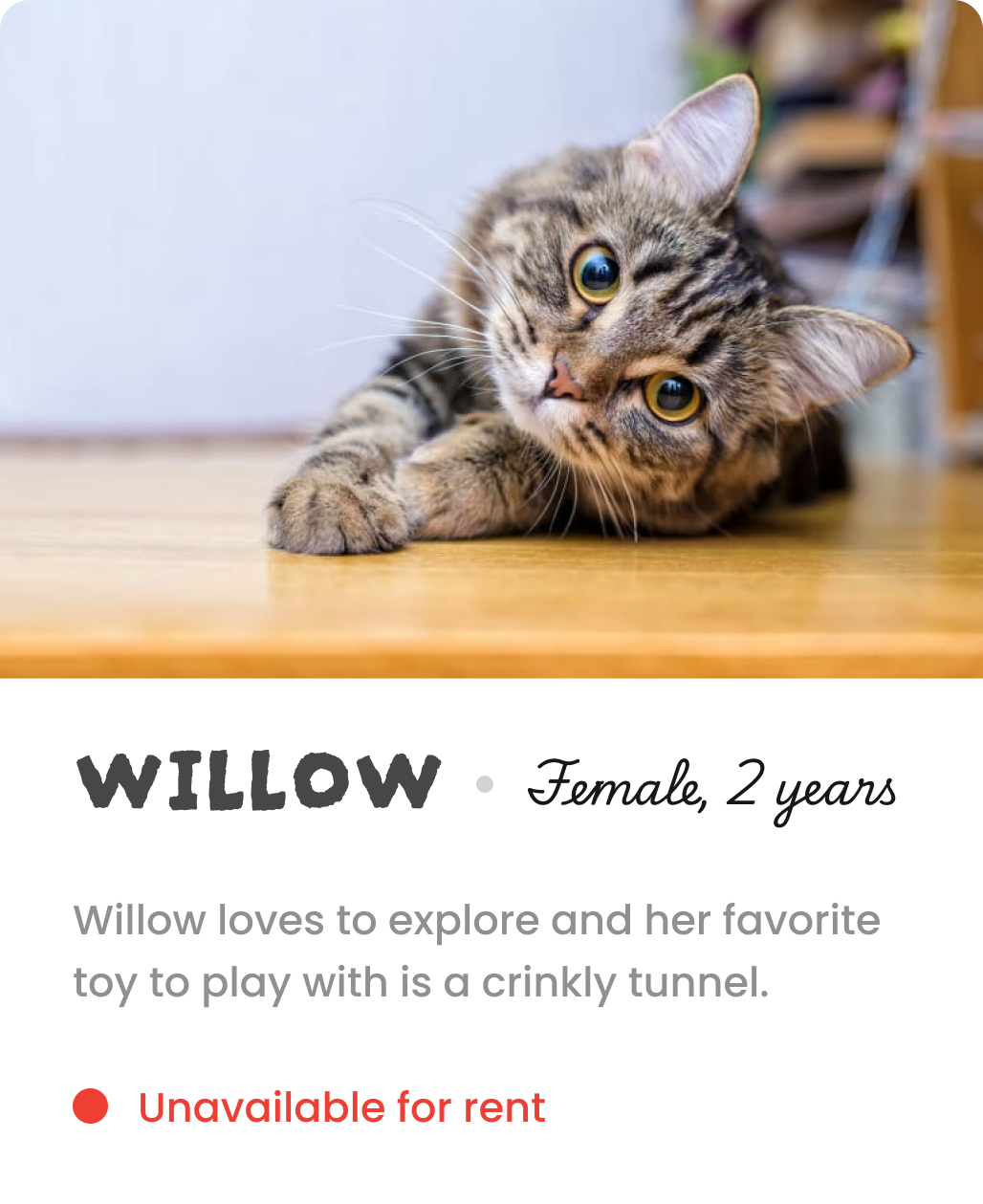 Bio info of Willow the cat