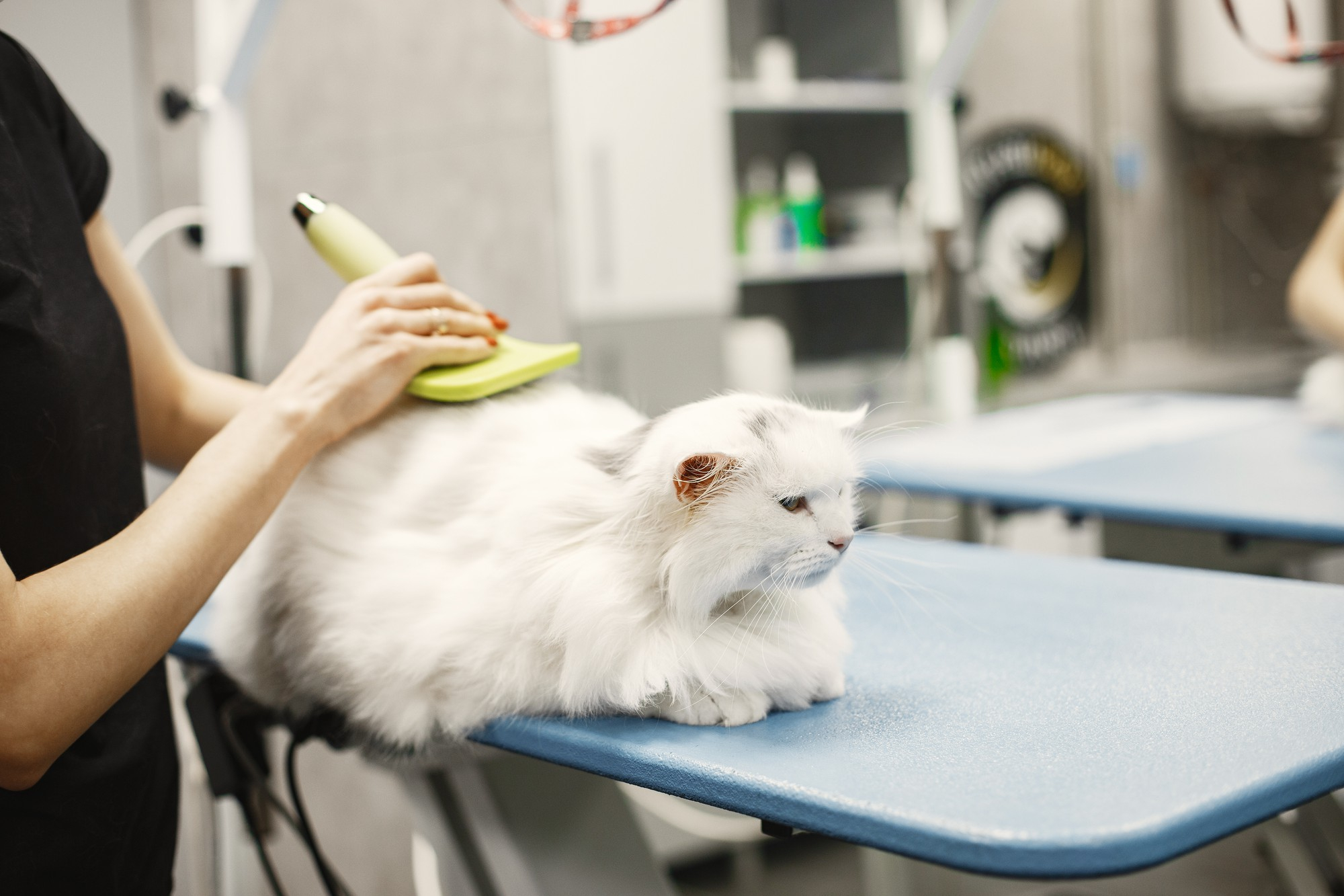 A cat with great hair grooming experience