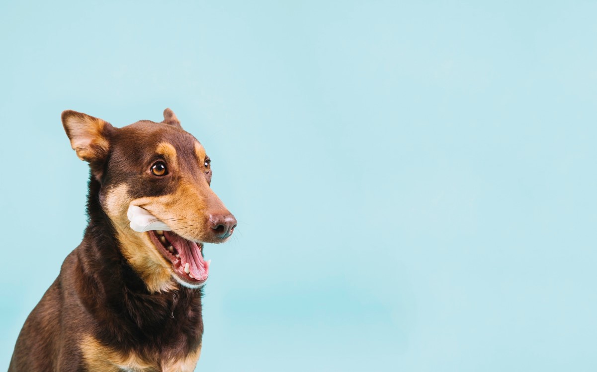 Cat and Dog sit together banner image