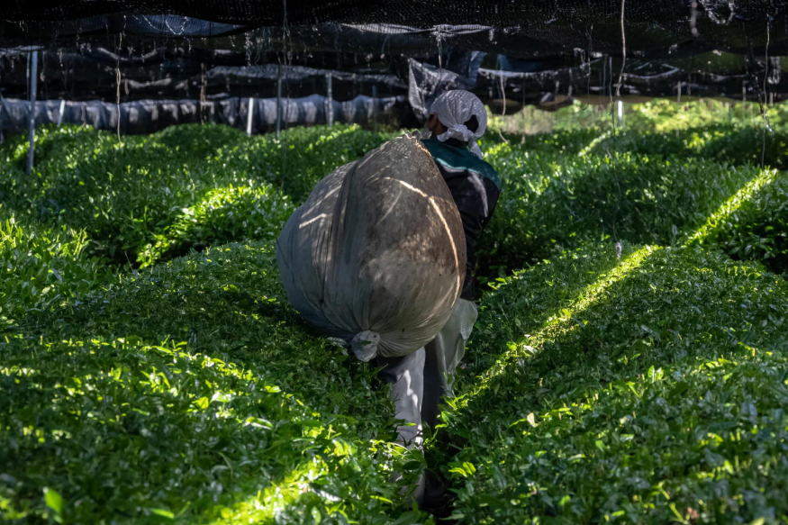 person harvesting matcha leaves