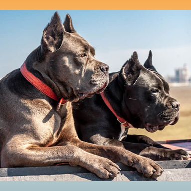 Two Cane Corsos lying side by side with red collars on a sunny day