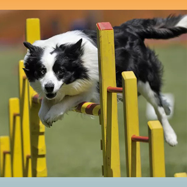 Border Collie jumping over agility obstacles on a course