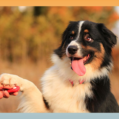 Australian Shepherd dog learning obedience with a handshake gesture outside