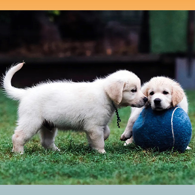 Two puppies socializing with a large blue ball on grass