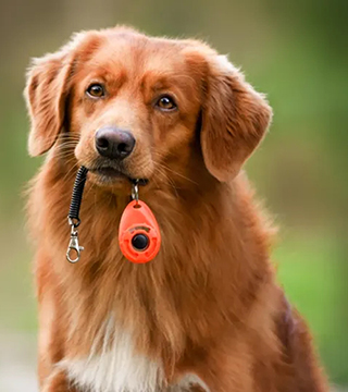 Nova Scotia duck tolling retriever outdoors holding a training clicker