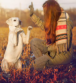 Young woman training a white Labrador retriever on a grassy field.