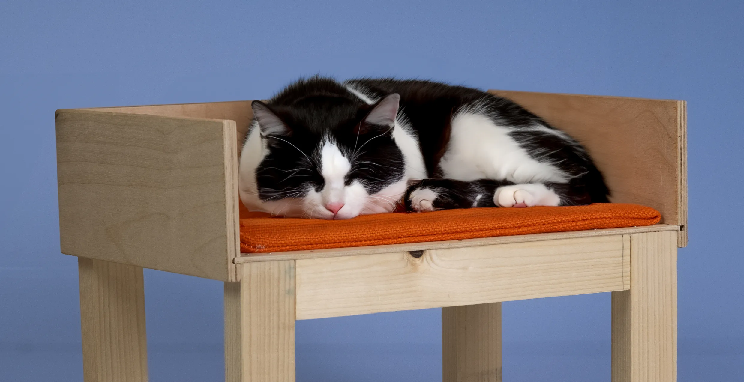 Cat sitting on orange pad on makeshift wooden box