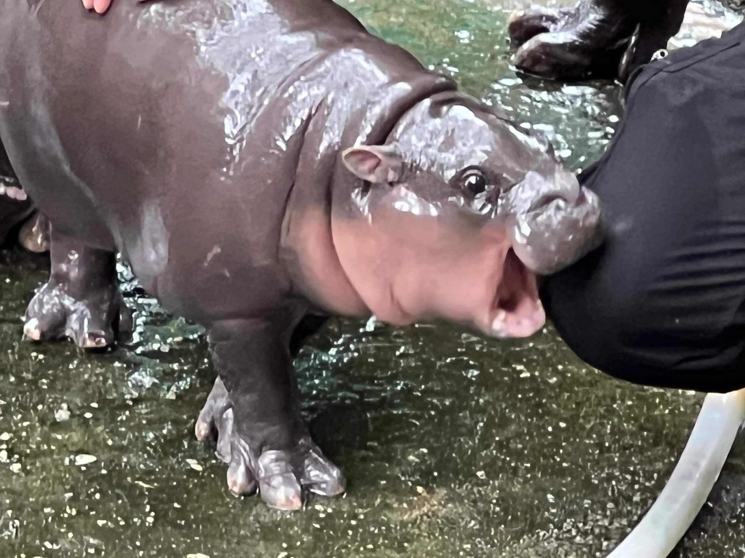 Link to an article about pygmy hippo named Moo Deng