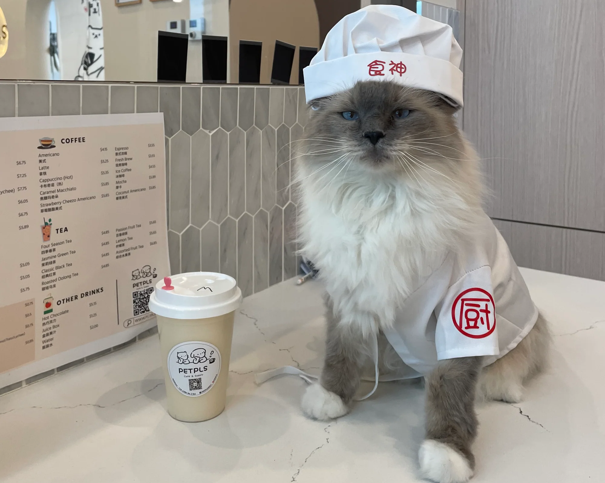 a long haired white and grey cat in a chef costume