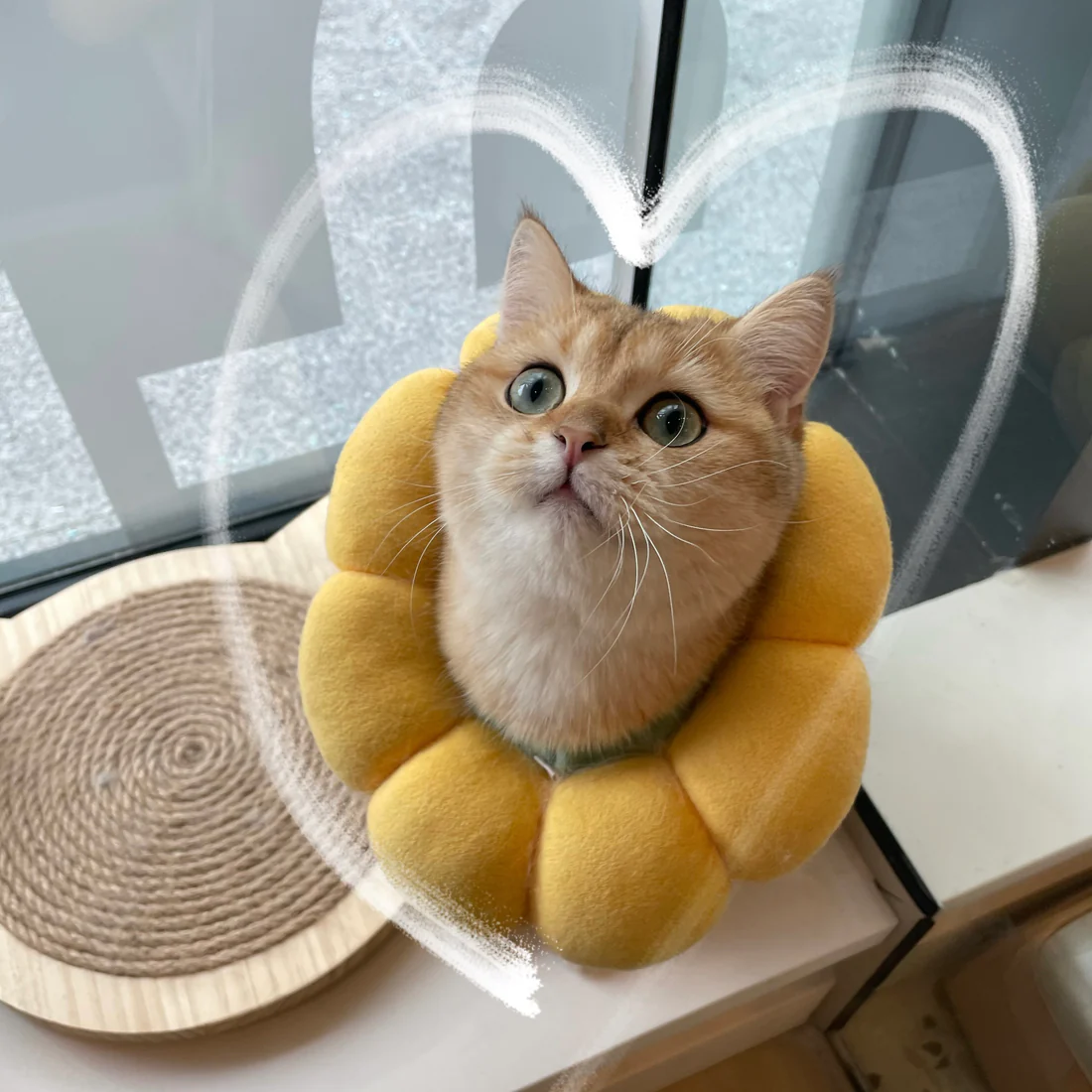 Hashbrown the cat with his flower pillow