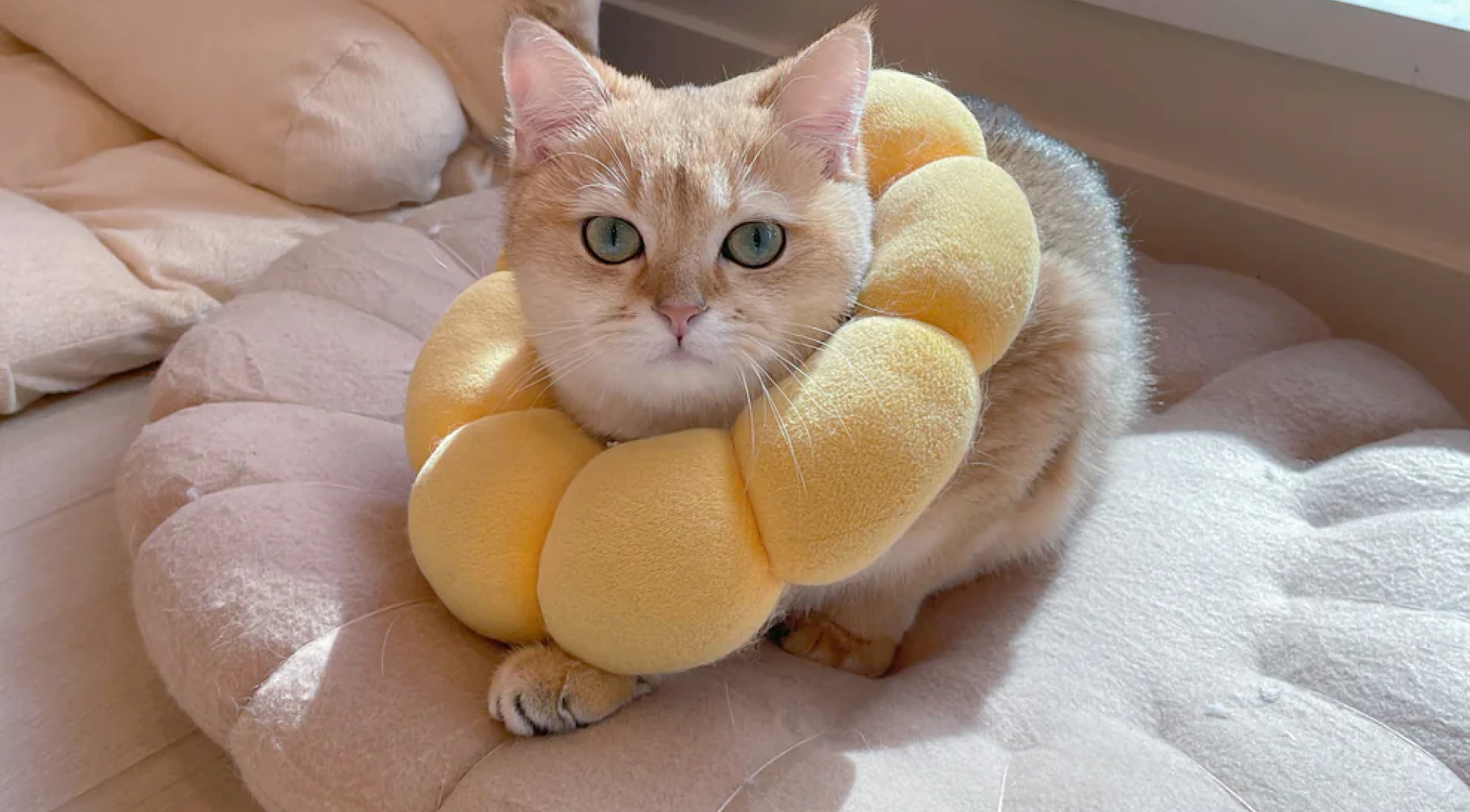 A short haired blonde cat with green eyes and a flower neck pillow