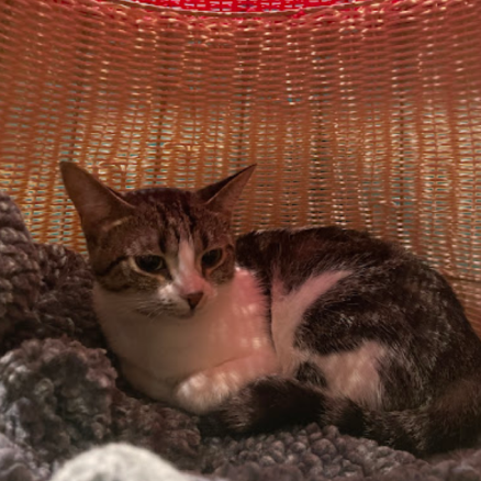 Mavis, a white and tabby cat laying down with blankets