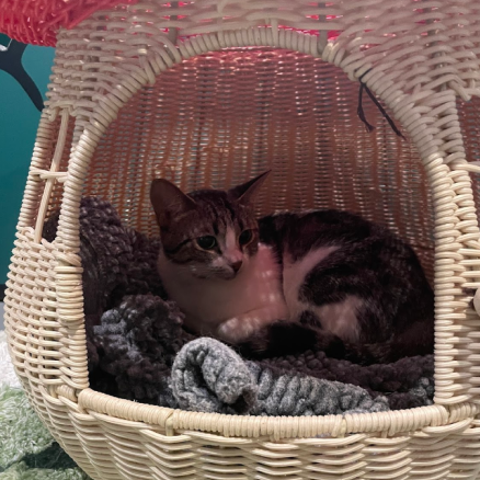 Mavis laying down with blankets in a basket