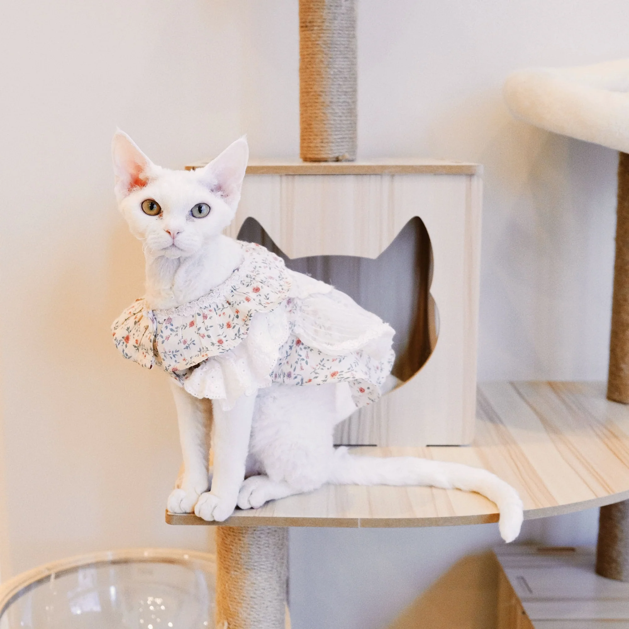 A thin white cat wearing a flowery dress perched on a cat tower