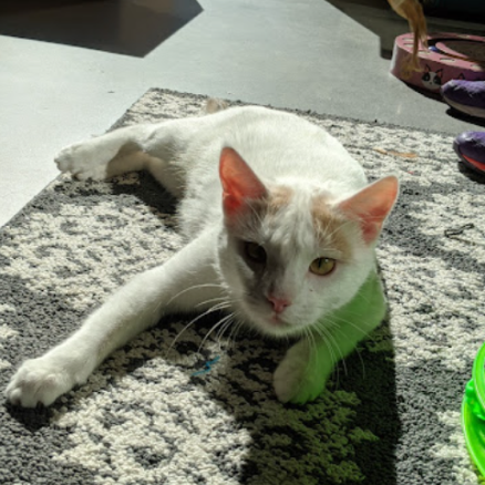 Thor, a shorthaired white cat laying in the sun