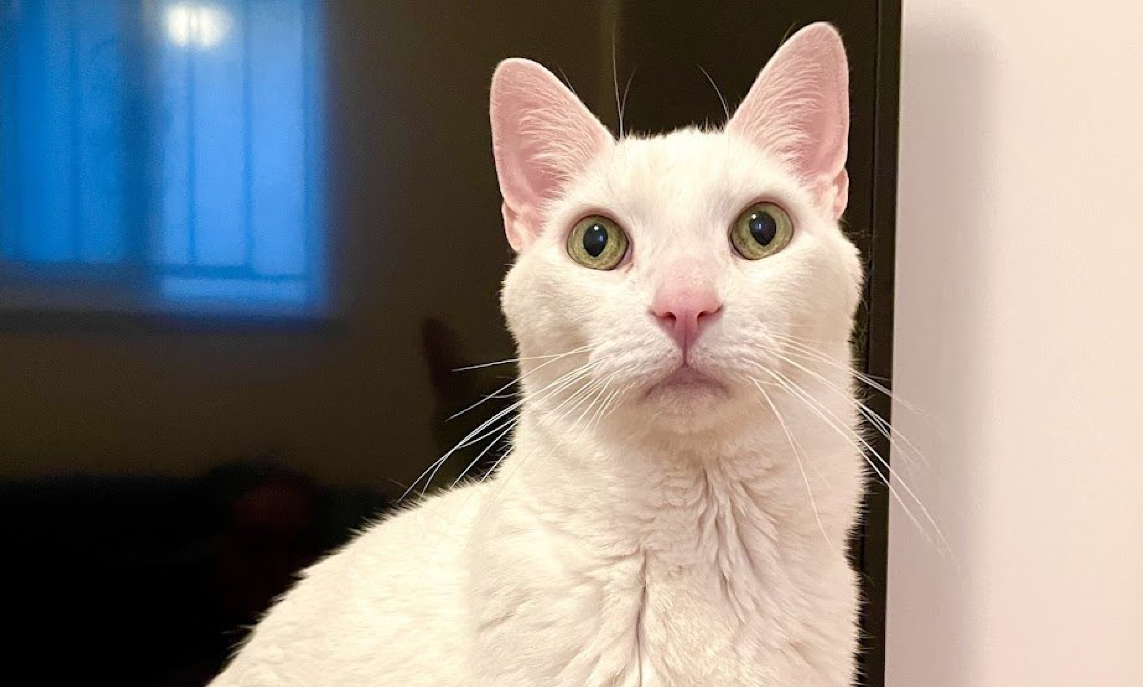 A short hair white cat sitting