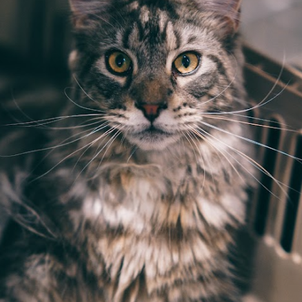 A closeup of Wolf, a large fluffy grey cat with black stripes