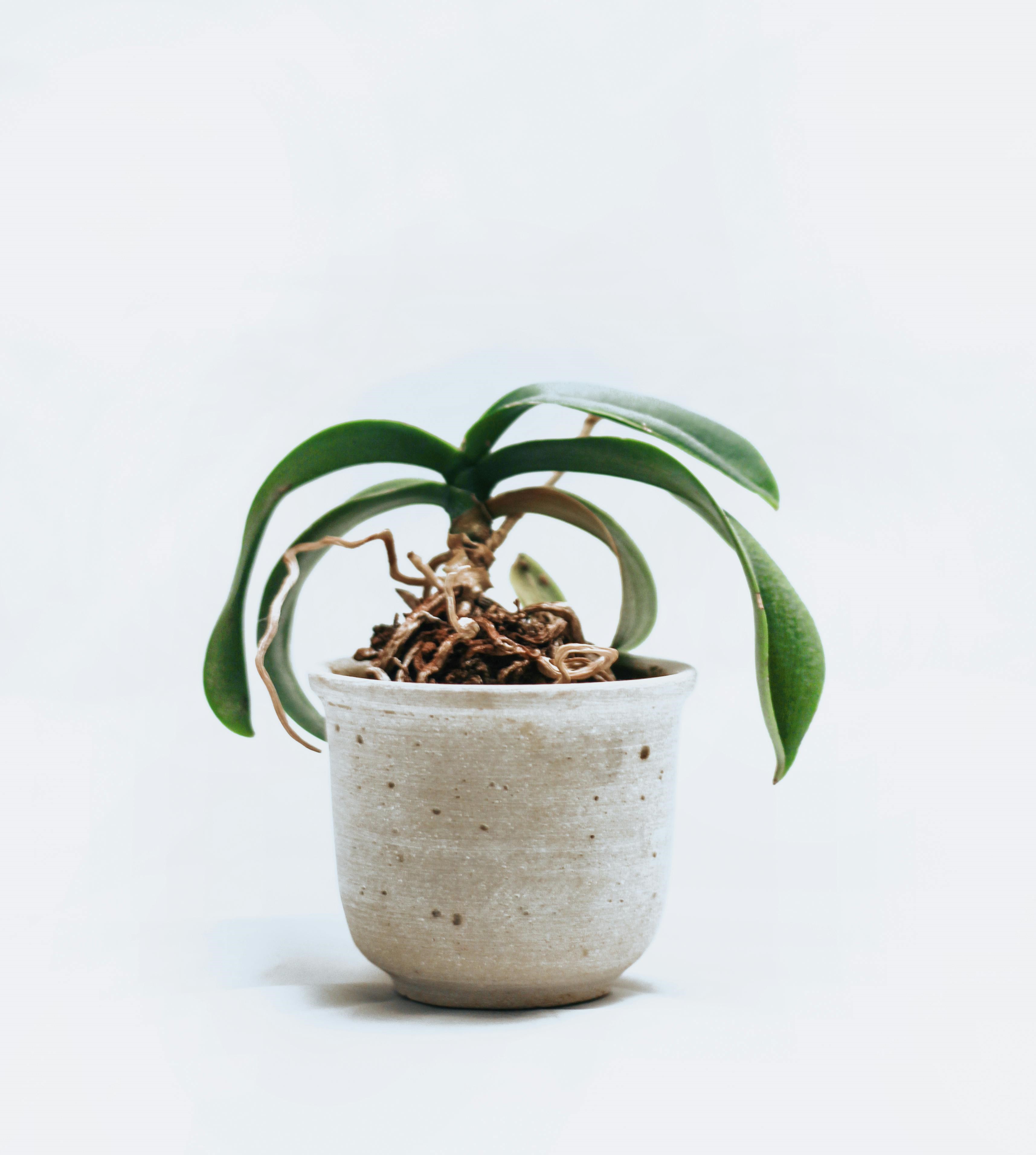 A potted orchid with no blooms on a white/grey background