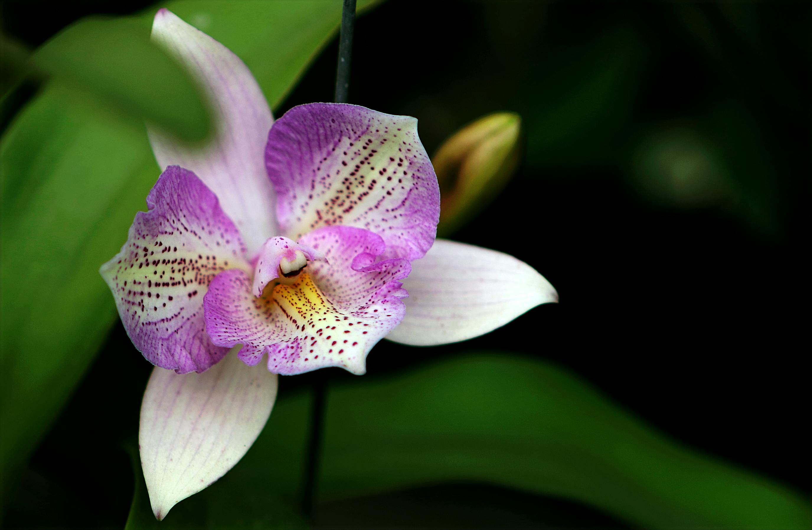 A picture of an orchid