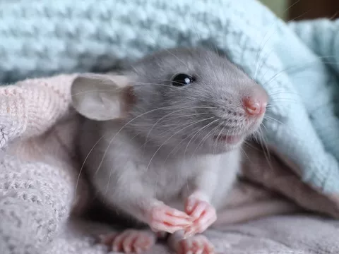 A grey rat underneath a pale blue and white blanket.