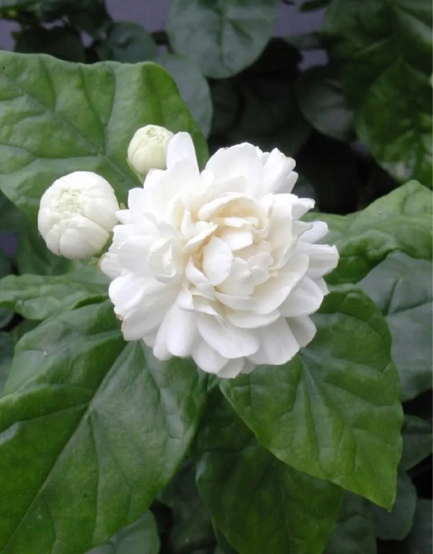 Jasmine 'The grand duke of tuscany'