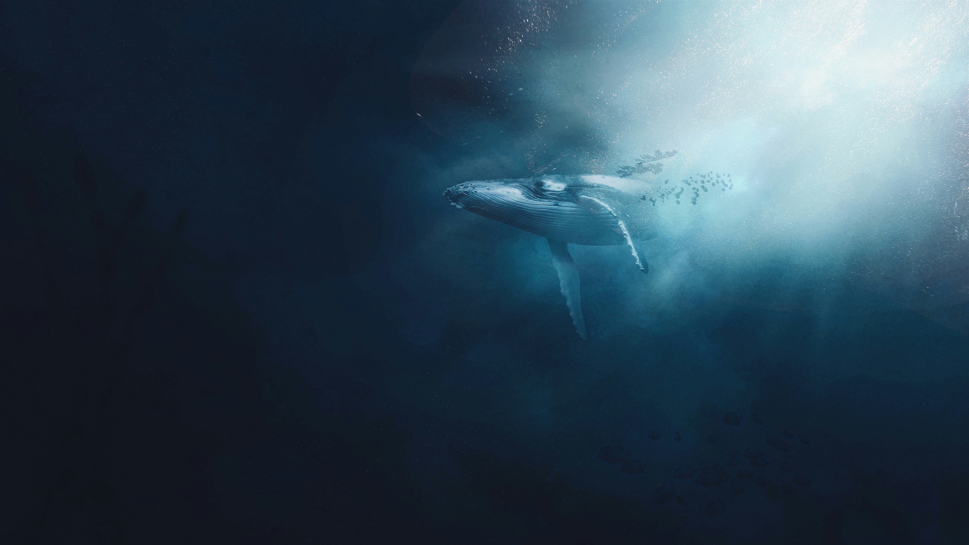 A picture of a whale underwater. This image link leads to Tahiti.com.