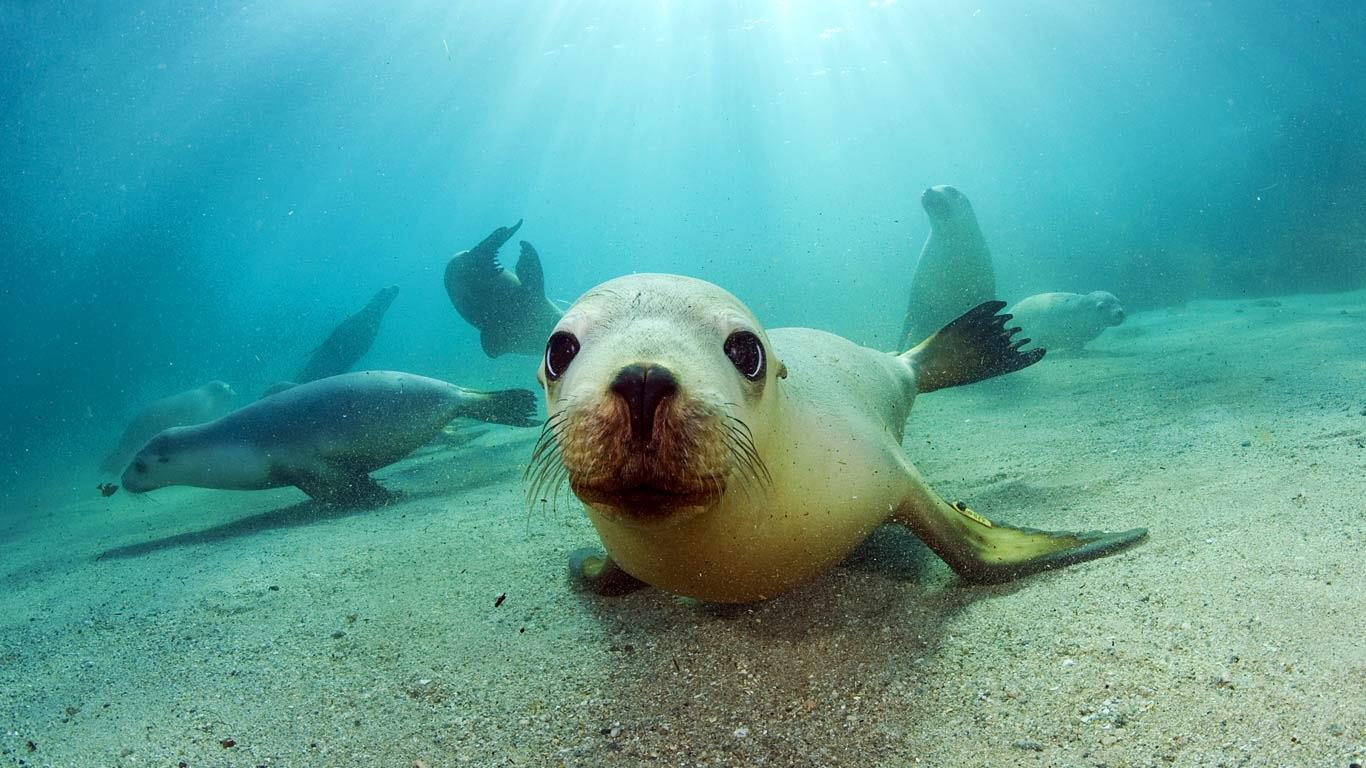 A seal under the water looking up at the camera.