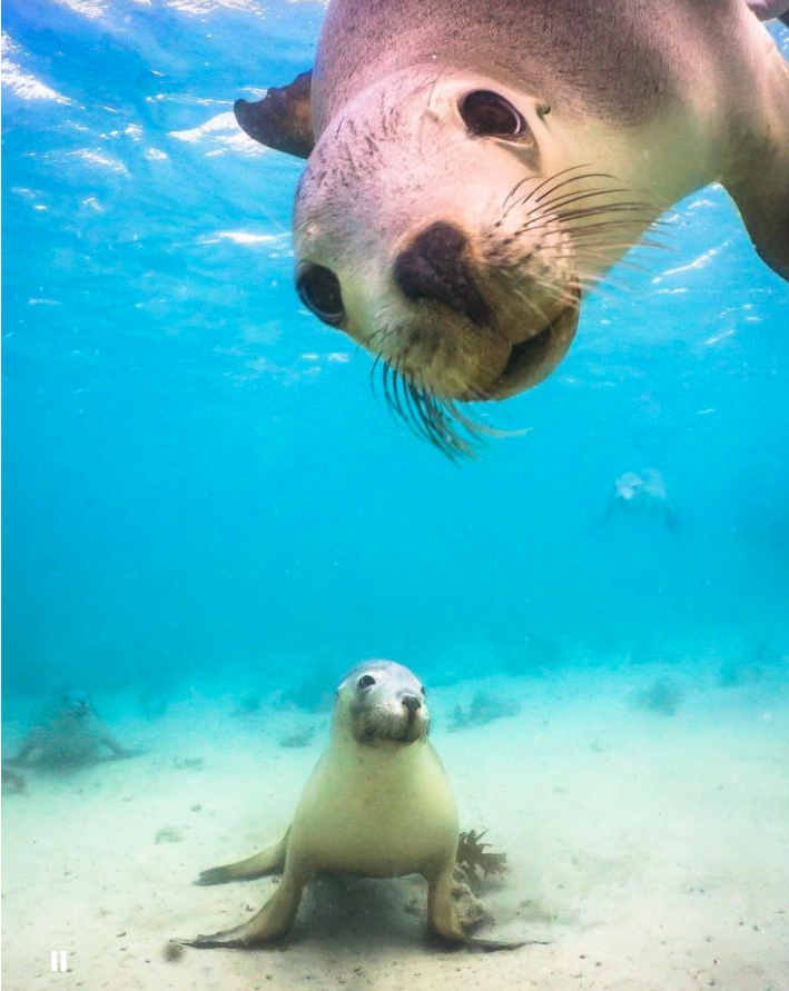 A picture of two seals underwater, looking at the camera. One is in the foreground and the other is in the mid-ground.