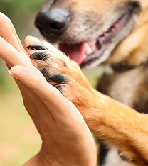 Dog giving a high five to a human hand