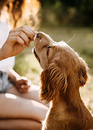 Young woman training her cocker spaniel puppy outdoors in a park.