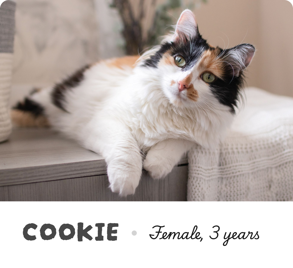 Bio info of cookie the cat