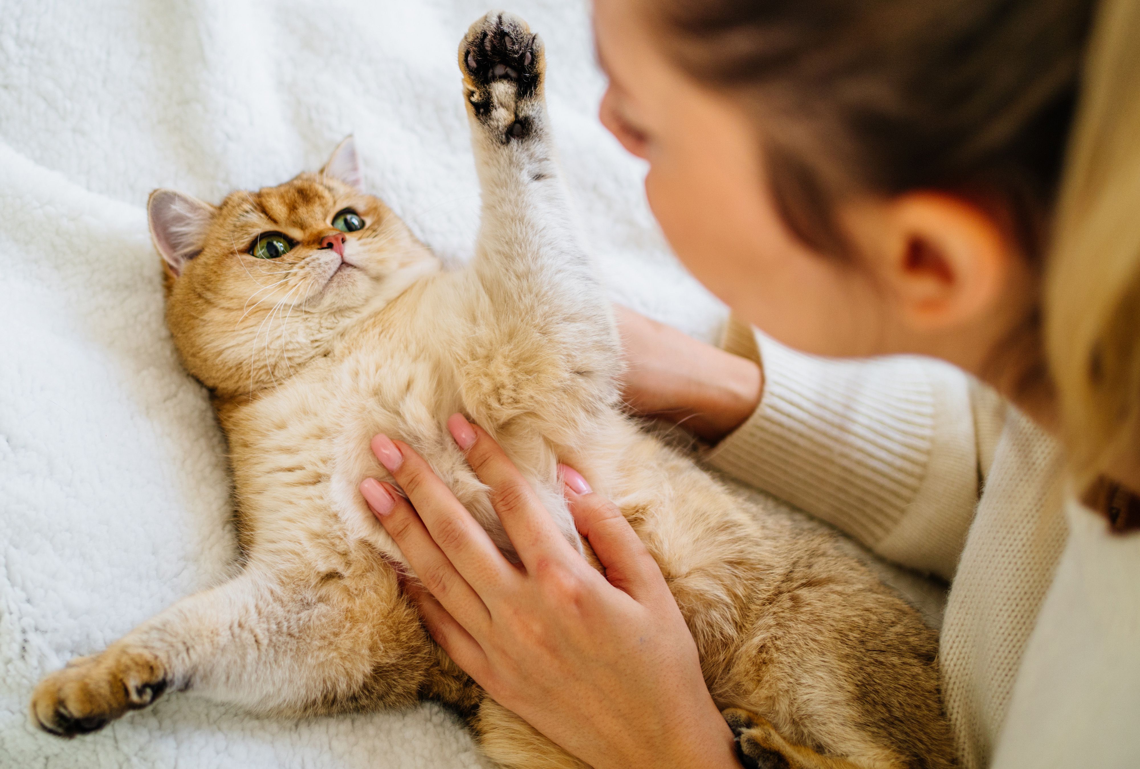 Cat playing with human