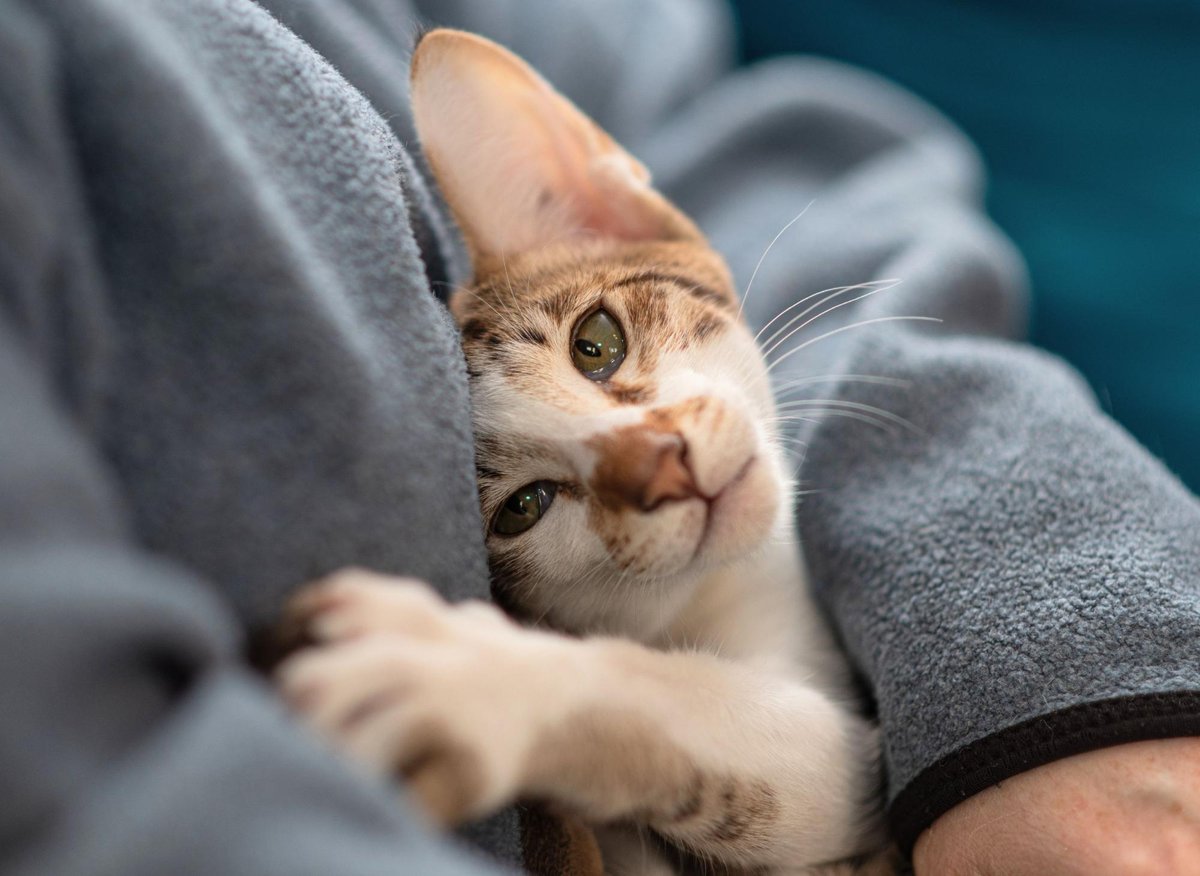 Man in grey sweater cuddling a cat