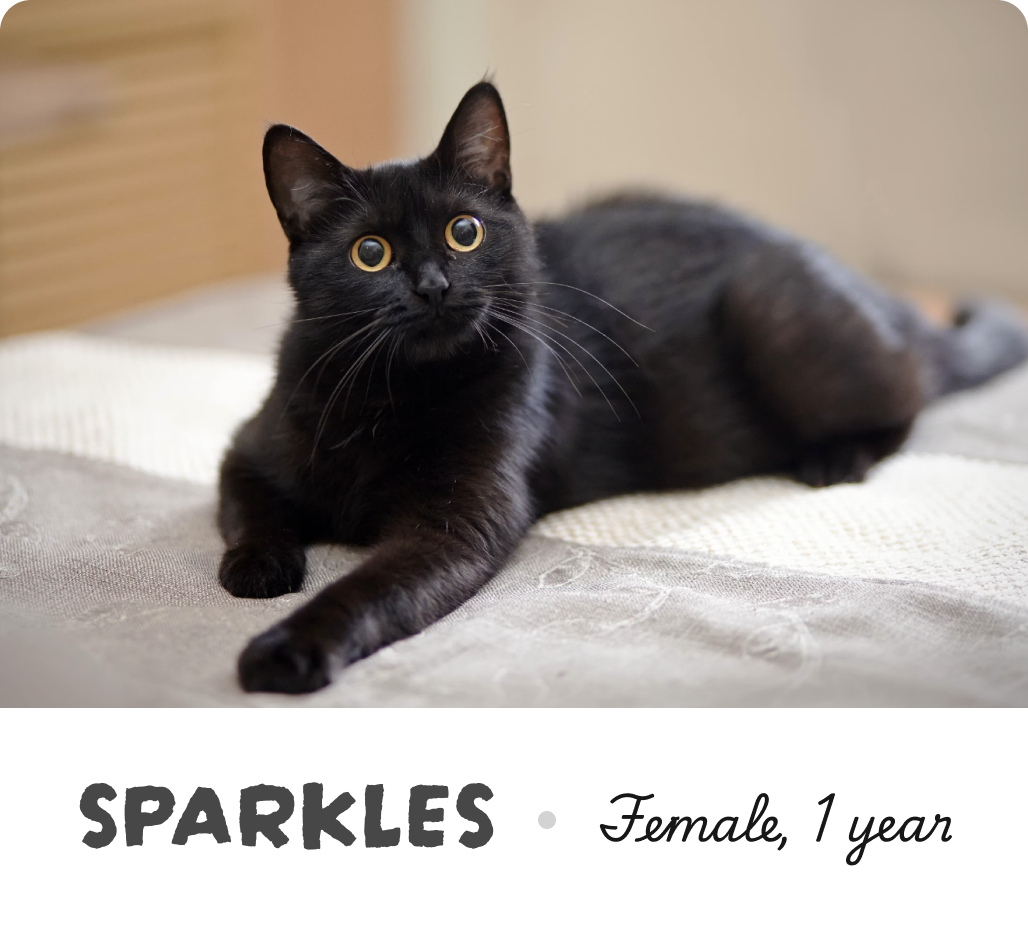 Bio info of sparkles the cat