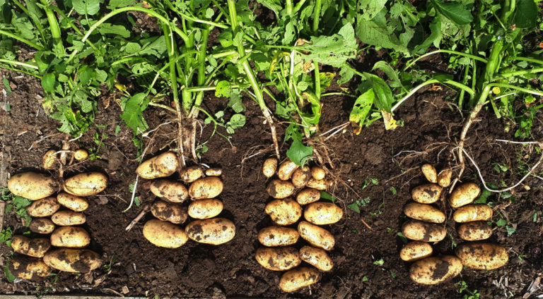 Multiple potato plants freshly plucked and layed on the soil