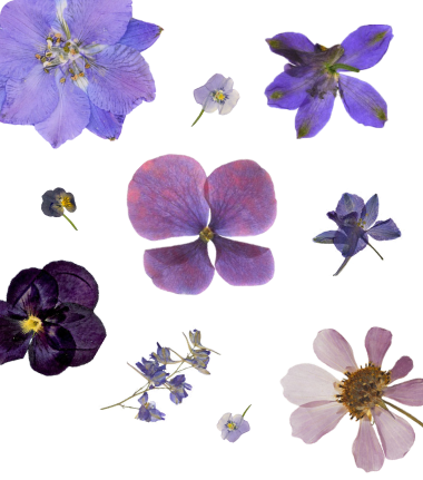 Leads to Description of Purple Flowers Collection.