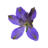 Pressed flower of Iris