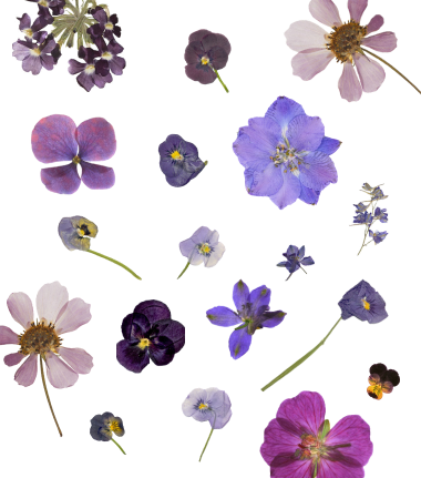 Variety of purple flowers