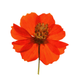 Pressed flower of Poppy