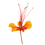 Pressed flower of Hibiscus