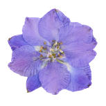 Pressed flower of Violet