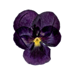 Pressed flower of Pansy