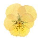 Pressed flower of Pansy