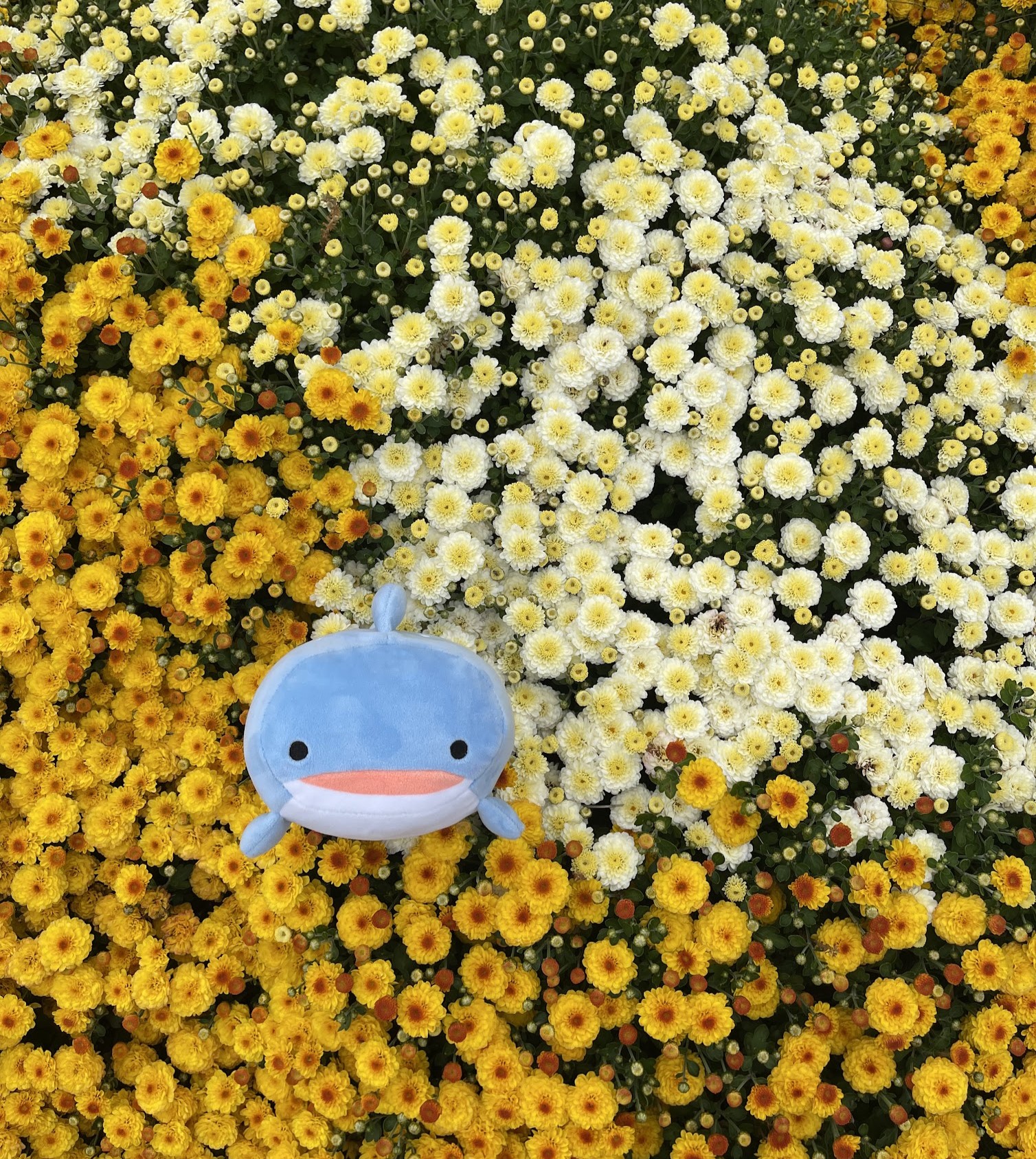 Yellow Flowers with a Whale Plush hiding inside